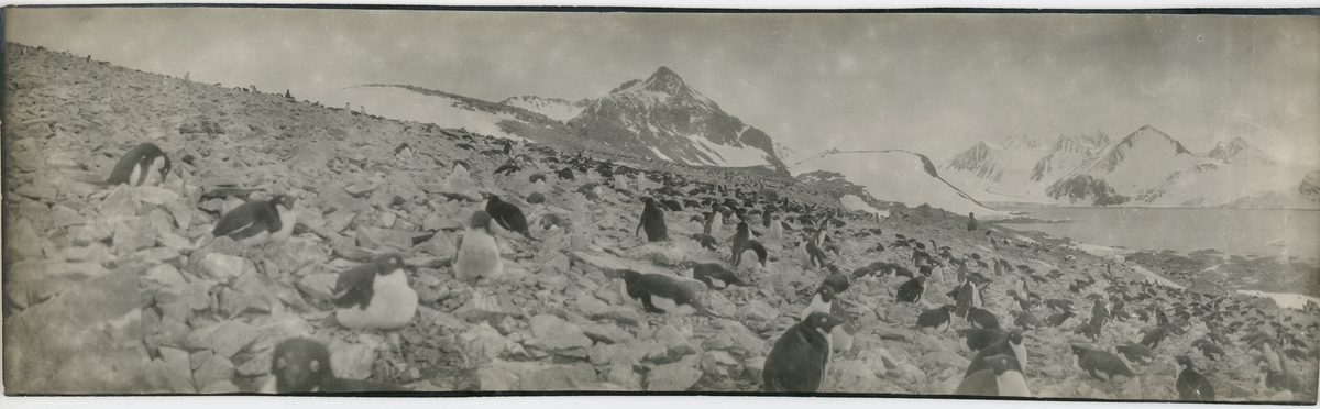 Antarktiska undsättningsexpeditionen. Pingviner i Hoppets vik, 5 december 1903. Panoramavy.