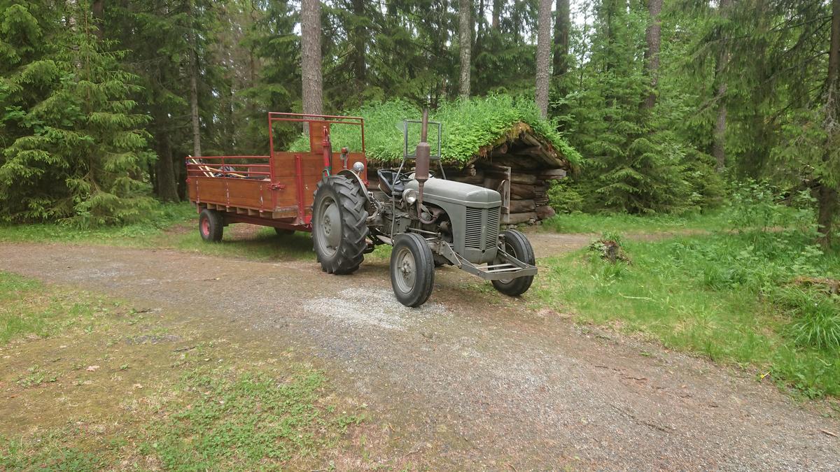 Bilde av en gråtass foran ei koige på Prestøya