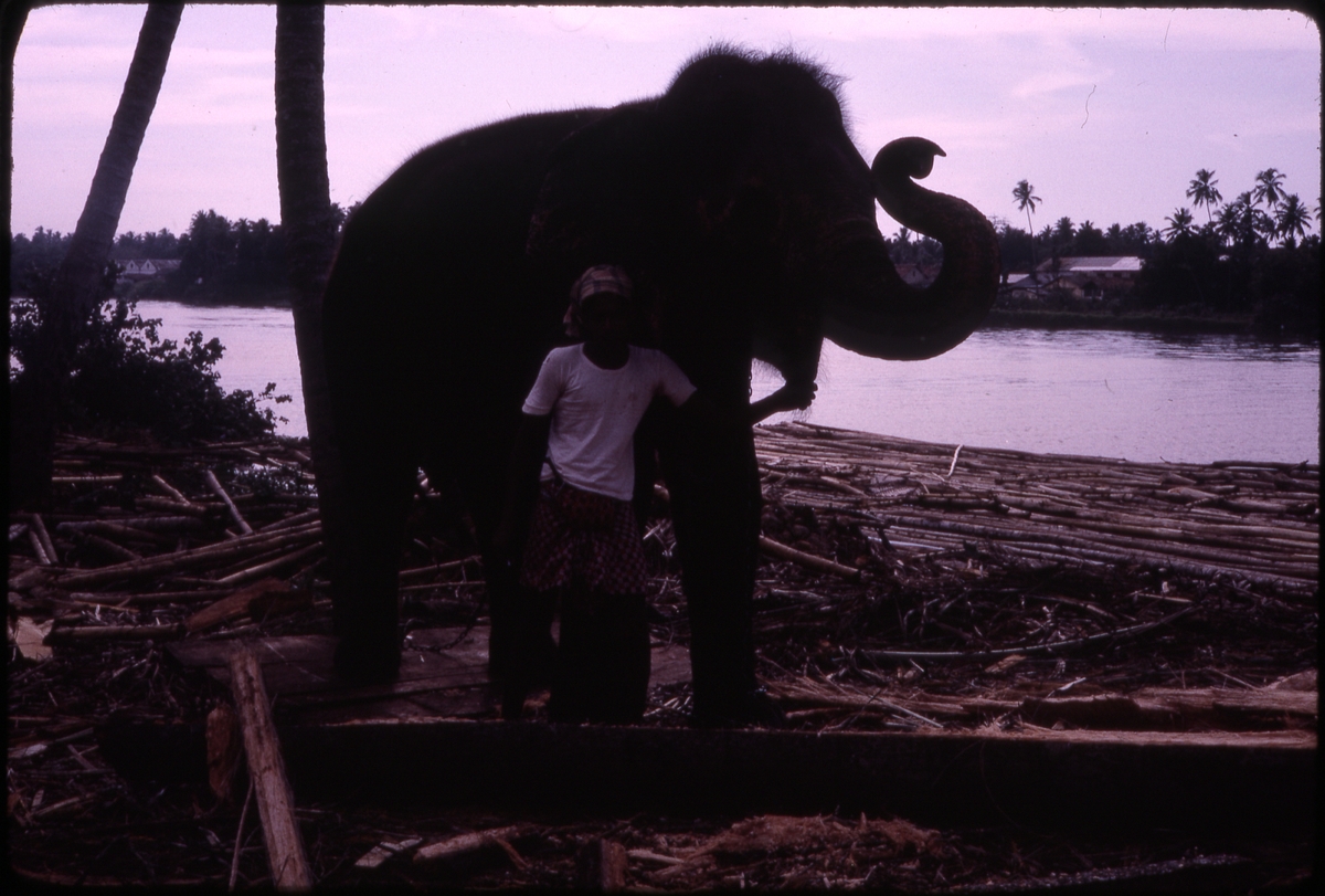 Mann stående ved siden av elefant, langs en elvebredde, trolig i Bombay, India. 'Sagafjord' Around The World via Africa Cruise 1966.