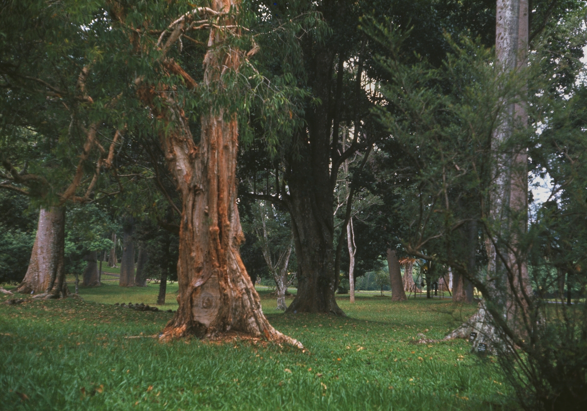 Älvsnabbens besättningsmän besöker den botaniska trädgården i Colombo.