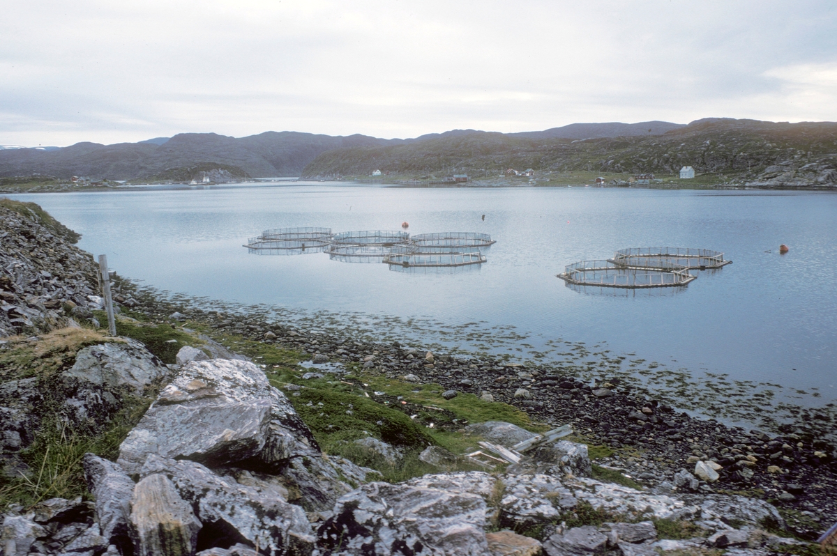 Bilde av Simo Havlaks sitt anlegg i Akkarfjord.