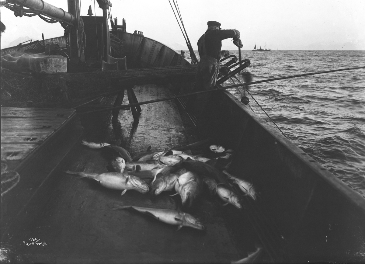 Prot: Torsken hales ombord i Garnet