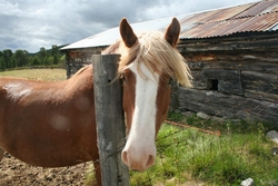 Hester Langsetra