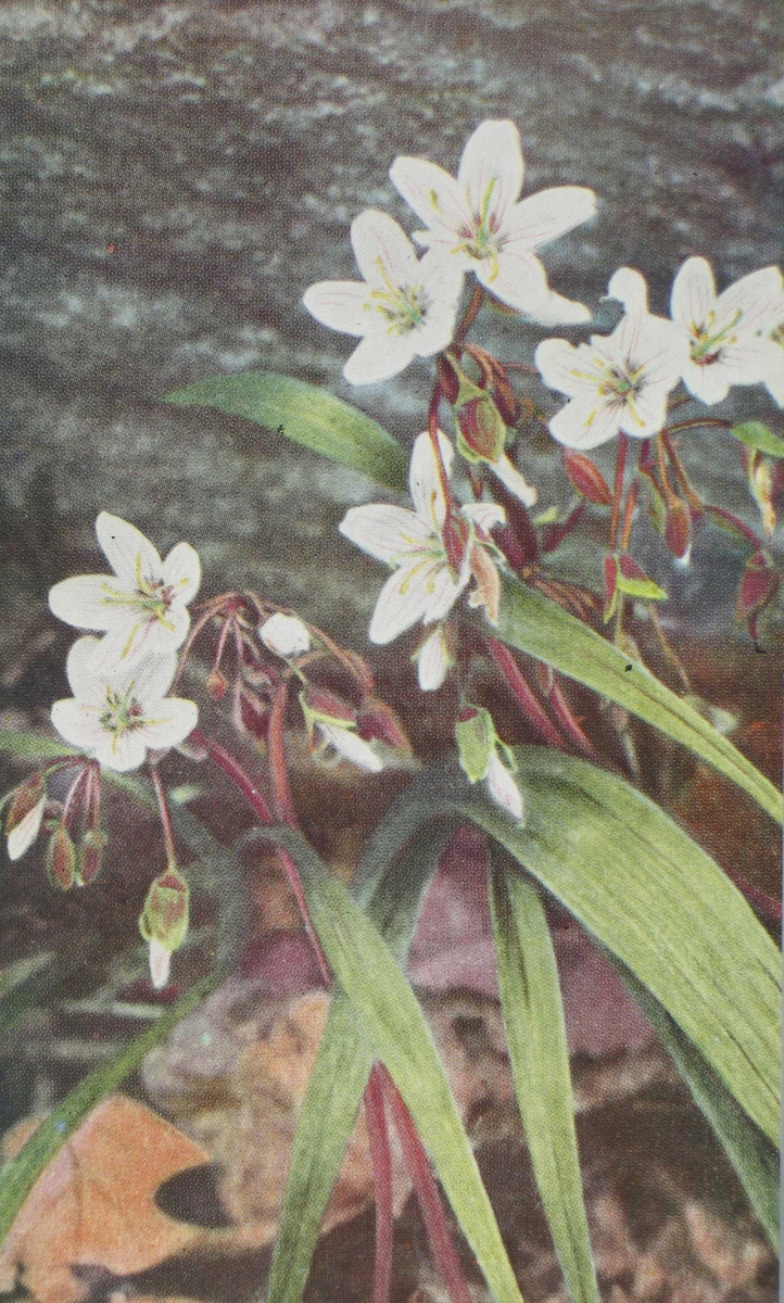 1. Wild Geranium, Geranium maculatum
2. Dwarf Cornel, Cornus canadensis
3. Spring Beaty, Claytonia virginica
4. Wind Flower, Anemone quiquefolia
5. The Yellow Adder's Tongue, Erythronium americanum