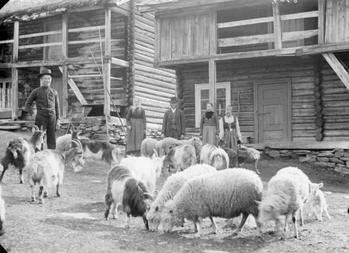 Sør-Fron. Pauline Erlandsrud med sauer og geiter 12.05.1906. Gårdsbygninger, kvinner og menn