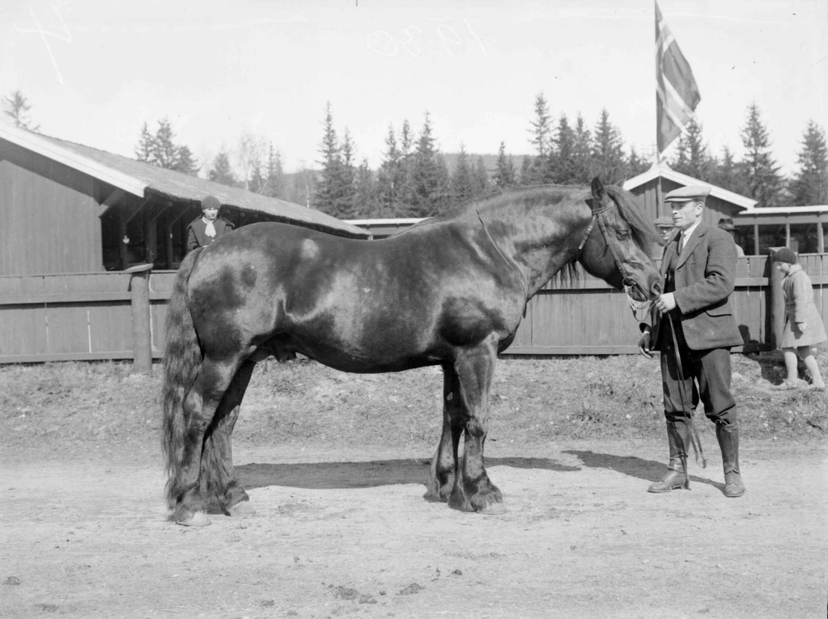 Mann Med Hest Hingsteutstilling På Smestadmoen 1930 Skalpesvarten Maihaugen Digitaltmuseum 