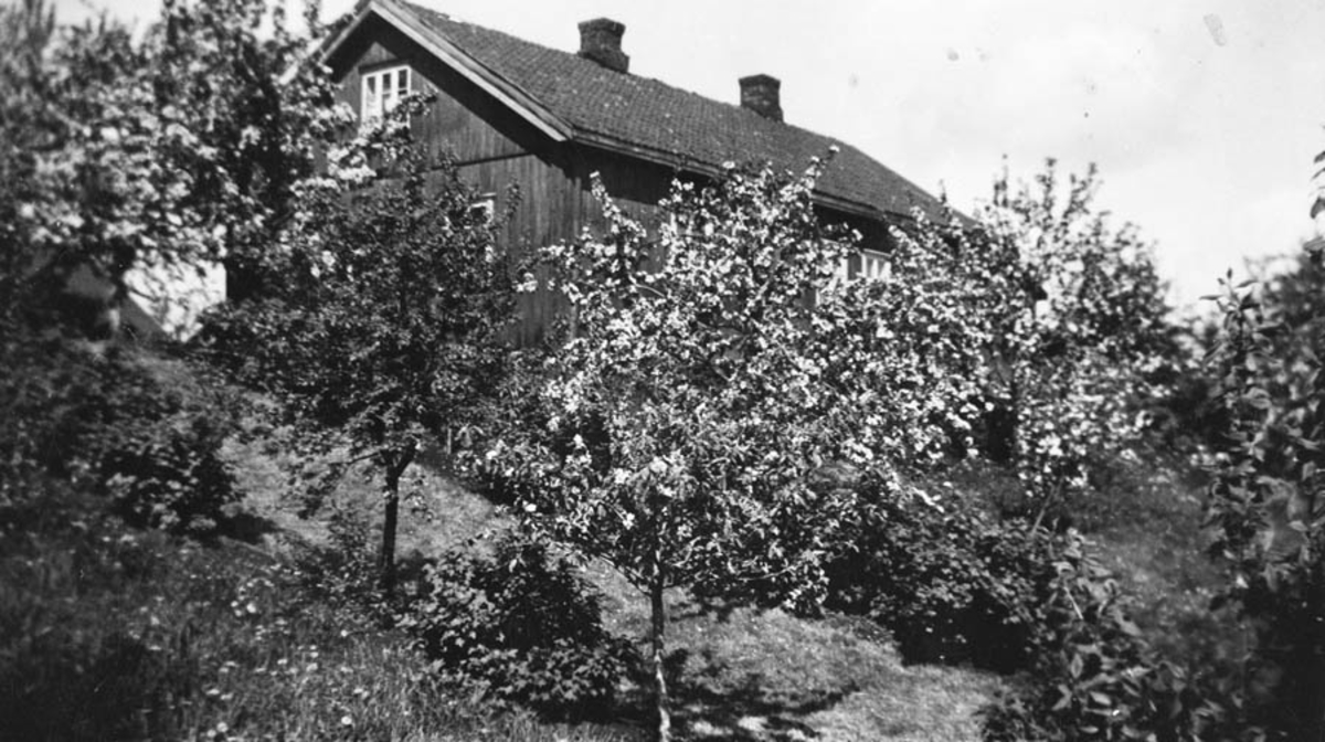 Frukthagen på Torud. Hovedbygningen ovenfor.