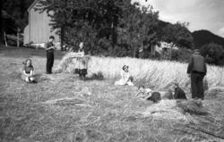 Slåttearbeid i Åramshagen, Ranvika