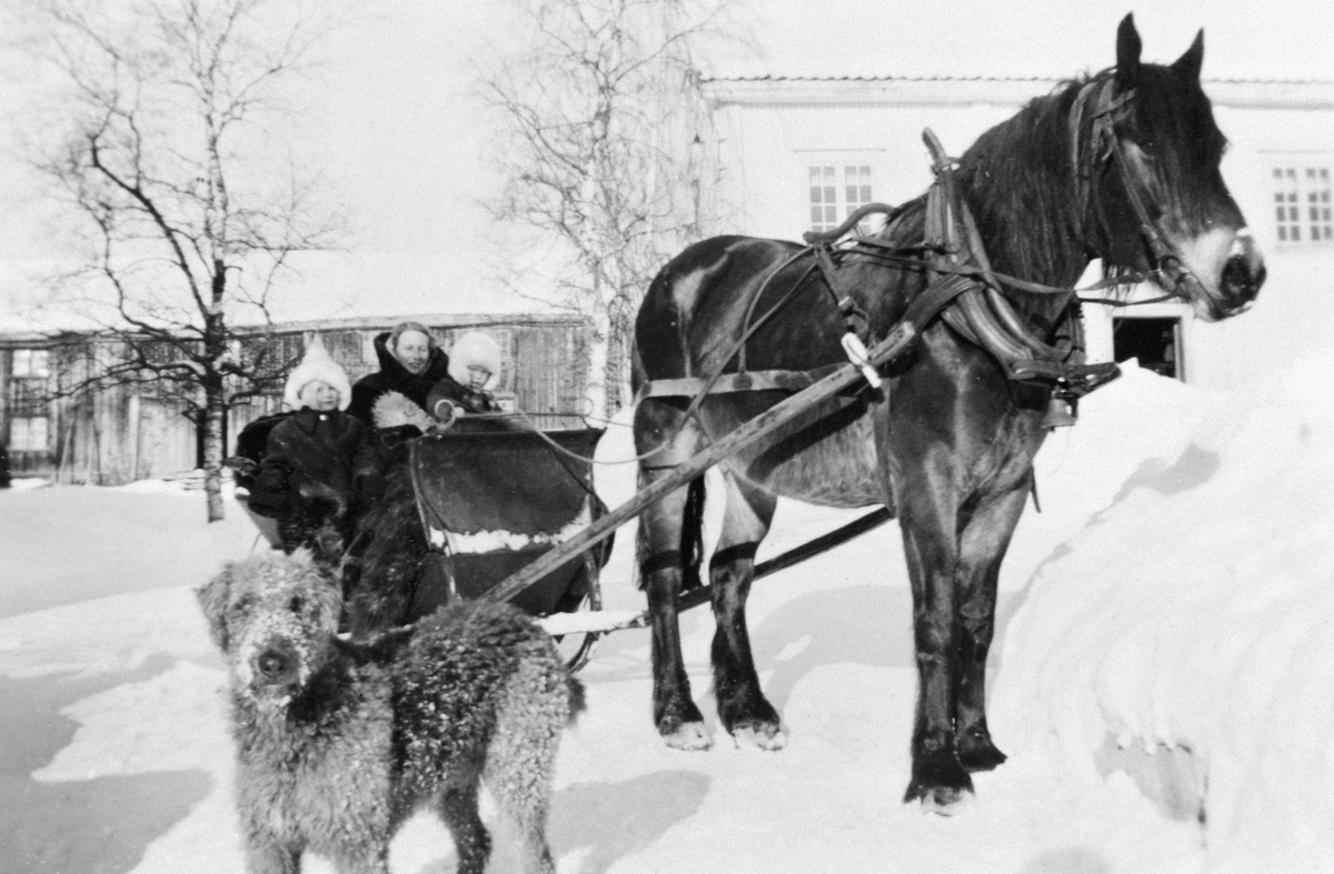 Hest med slede på Hjelmstad, Ringsaker. I sleden fra venstre er Ole J. Hjelmstad, stuejente Gudrun Evensen, Anne Marie Hjelmstad. Hunden Rapp foran.