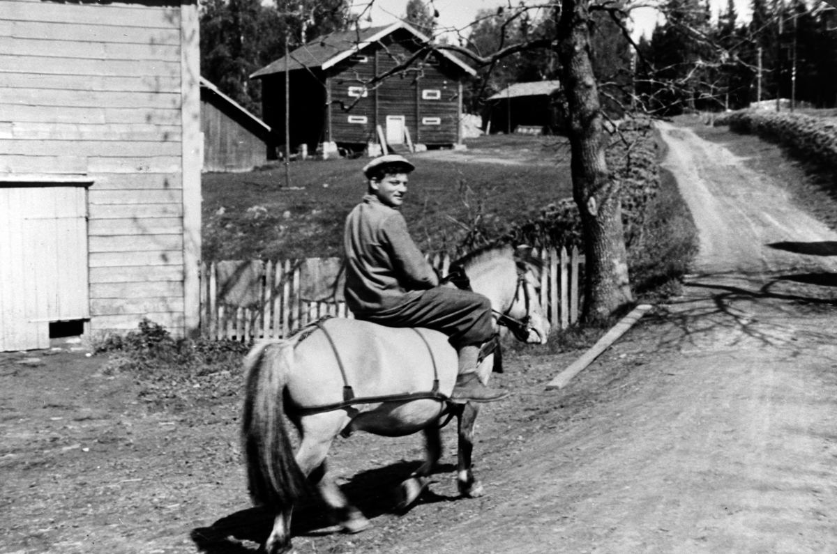 Gardsbestyrer Hans Åmodt på hesteryggen, en fjording. Tjerne gård, Ringsaker. Fjordingen var hesten til onga på Tjerne. Gardsbestyrer Hans Åmodt var gardsbestyrer på Tjerne i 4 år. Han begynte i 1939.