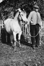 ANDREAS SVEEN I BUSSERULL MED HESTEN BLAKKEN, SVEEN,