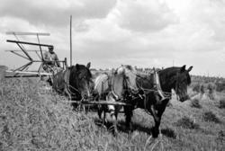 UTHUS GARD I STANGE, SKURONN, TRESPANN HESTER DRAR SJØLBINDE