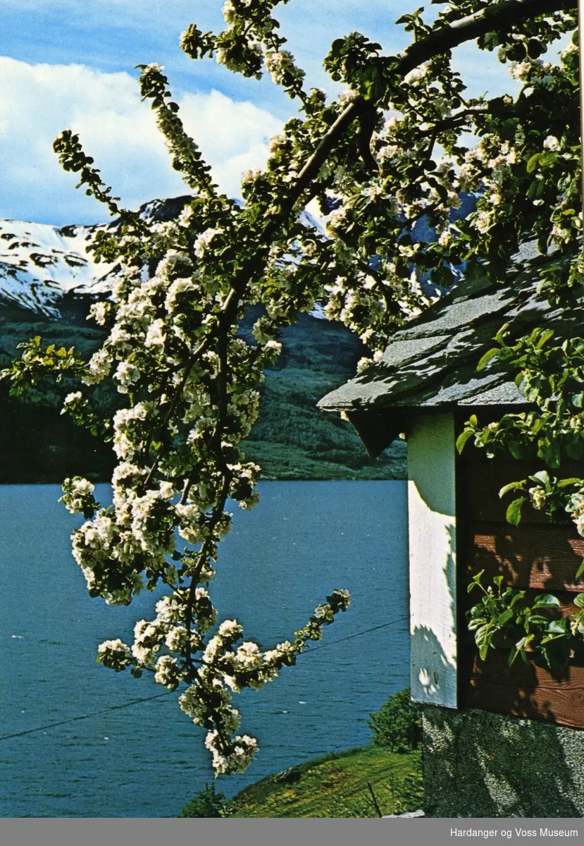 Frukttre i blom, Sørfjorden