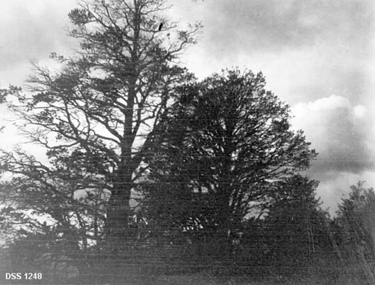 To kjempefuruer på Nes trelastbruks eiendom i Simskaret.  Det ene treet, antakelig det høyeste til venstre, skal ha hatt en brysthøydediameter på en meter.  Fotografiet viser kronene på de to trærne i motlys.  Nedre del av stammen på det største treet vises antakelig på DSS. 1249 og DSS 1250. 