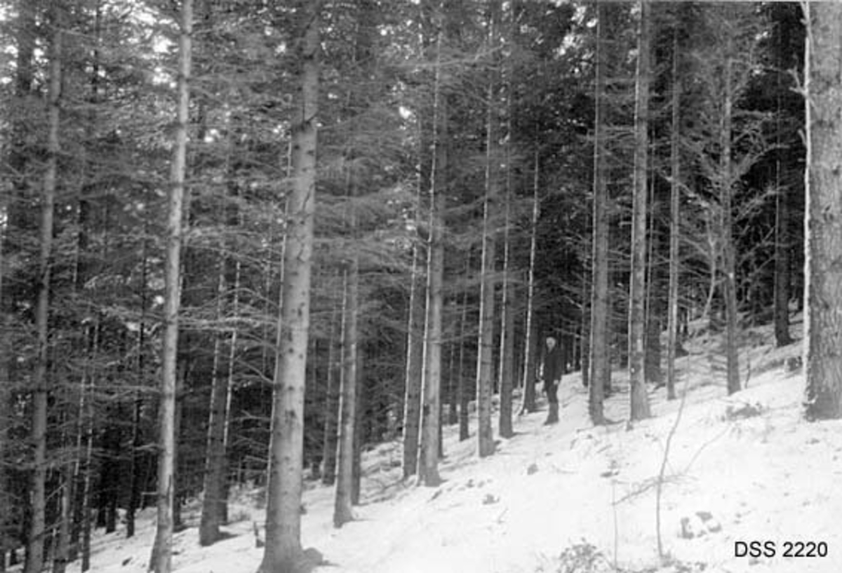 Ensaldret granbestand, 44 år etter planting i skråning med lyngvegetasjon.  Vinteropptakk med tynt snølag.  En mann står i underskogen, der greinene er tørre. 
