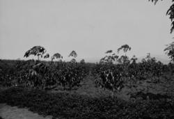 Nyplantede kaffebusker på en plantasje til selskapet URCEL i