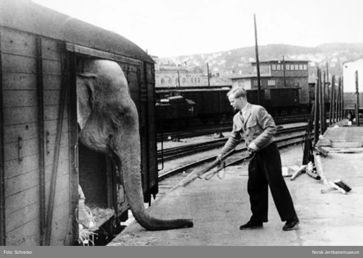 Elefanttransport i godsvogn