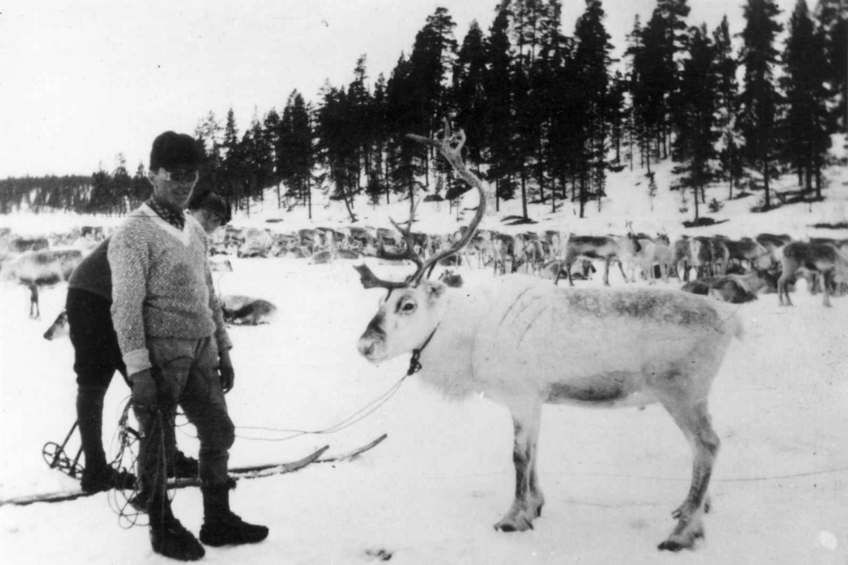 Reinsdyrtelling, Langen februar 1929. I forgunnen to personer og et reinsdyr. 