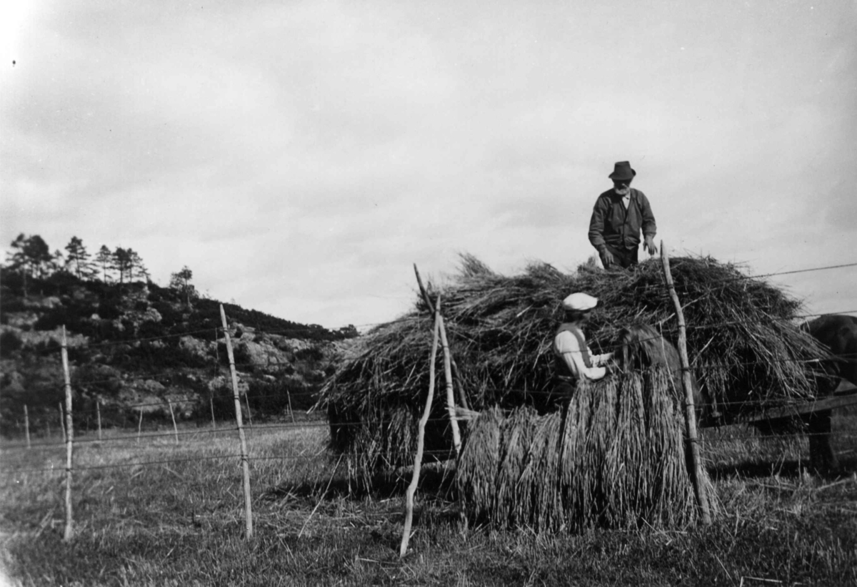 Kjos gård, Oddernes, Kristiansand, Vest-Agder, september 1916. Kornlessing av hvete på Storageren, fra venstre Per Willoch og Ola Solås.
