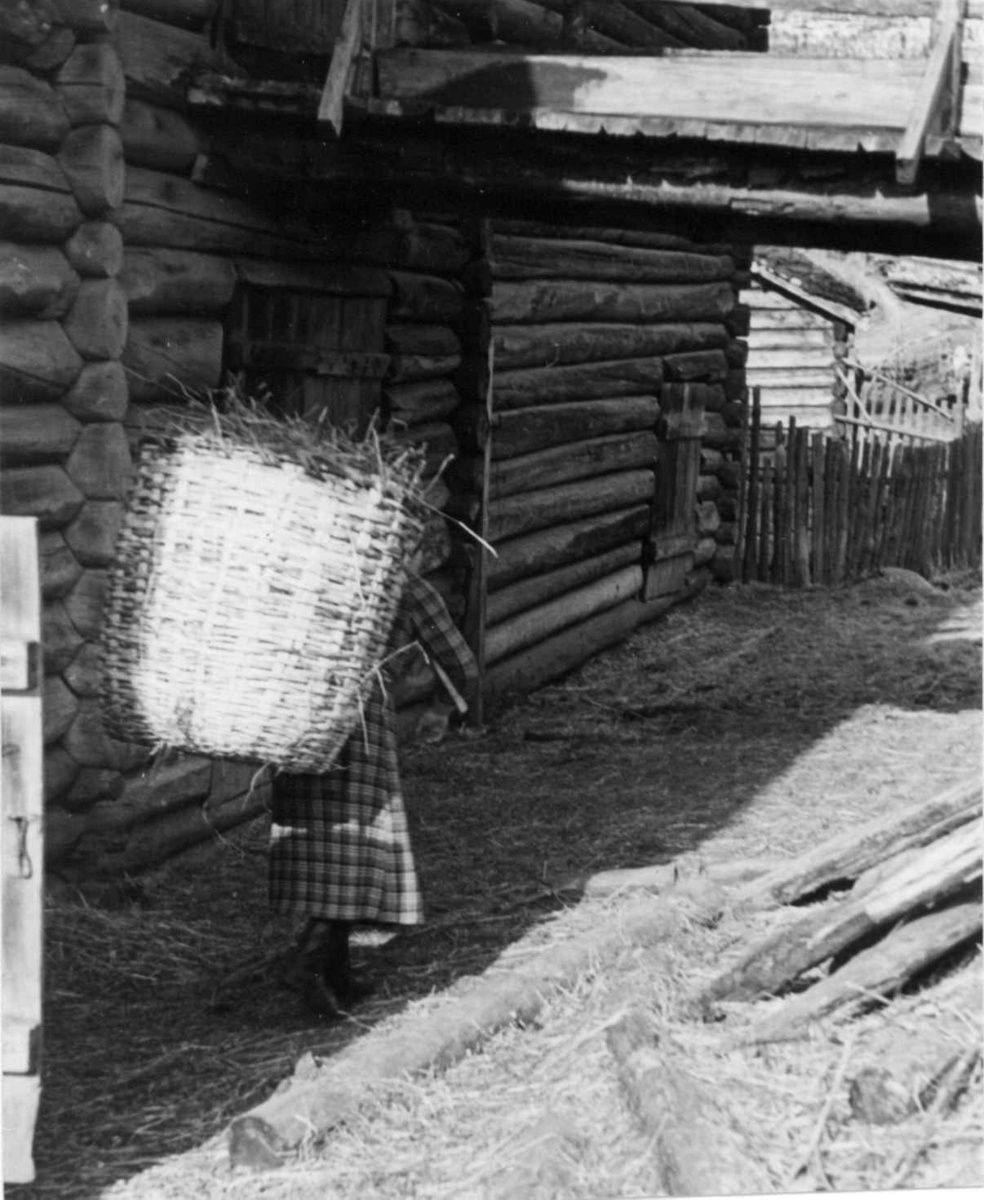En kvinne bærer høy i kurv fra løa til fjøset. Prestegard, Heidal, Oppland 1939.