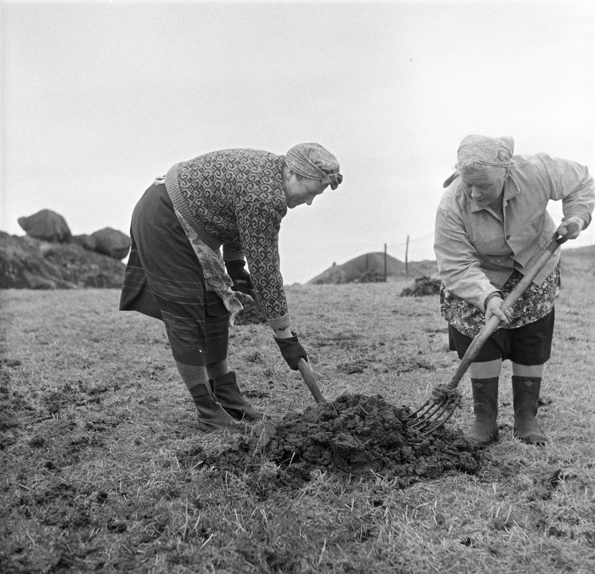 Jæren, 01.04.1957, våronna er i gang. To kvinner graver i jorda.