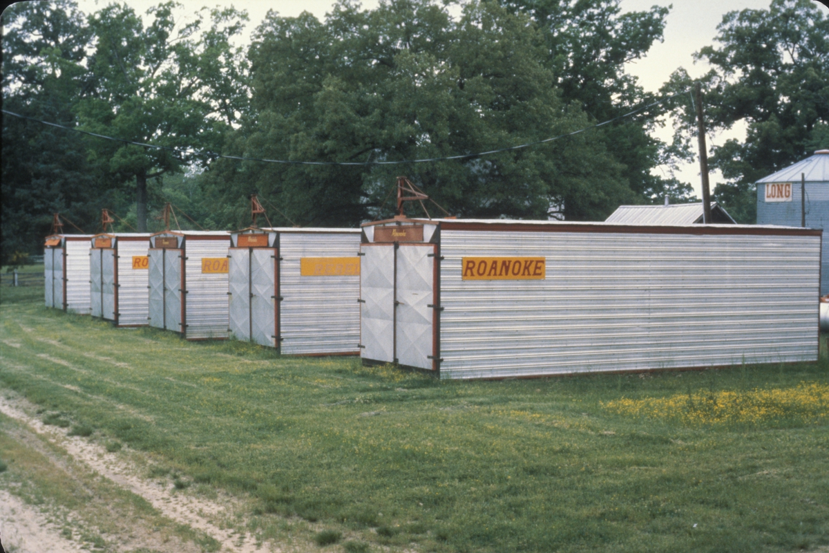 Tørking av tobakksplanter. Produksjon av Lys Virginia pipetobakk ved tobakksplantasje. Foto fra bildeserie brukt i forbindelse med Tiedemanns Tobaksfabriks interne tobakkskurs i 1983.
