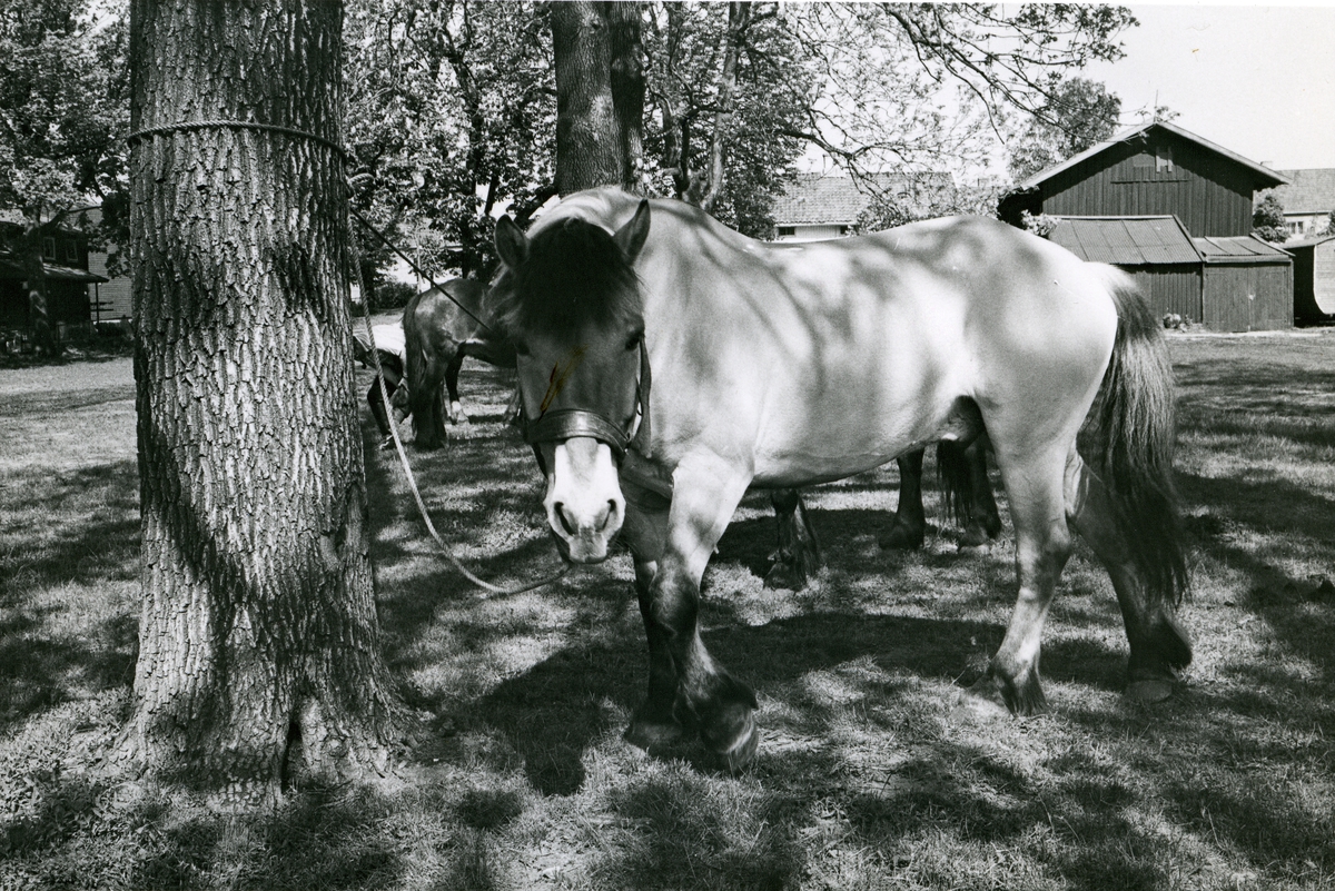 Hester bundet fast i trær utenfor fabrikken. Tiedemanns tobakksvogner i forbindelse med Tiedemanns Tobaksfabriks 200-årsjubileum i 1978.
