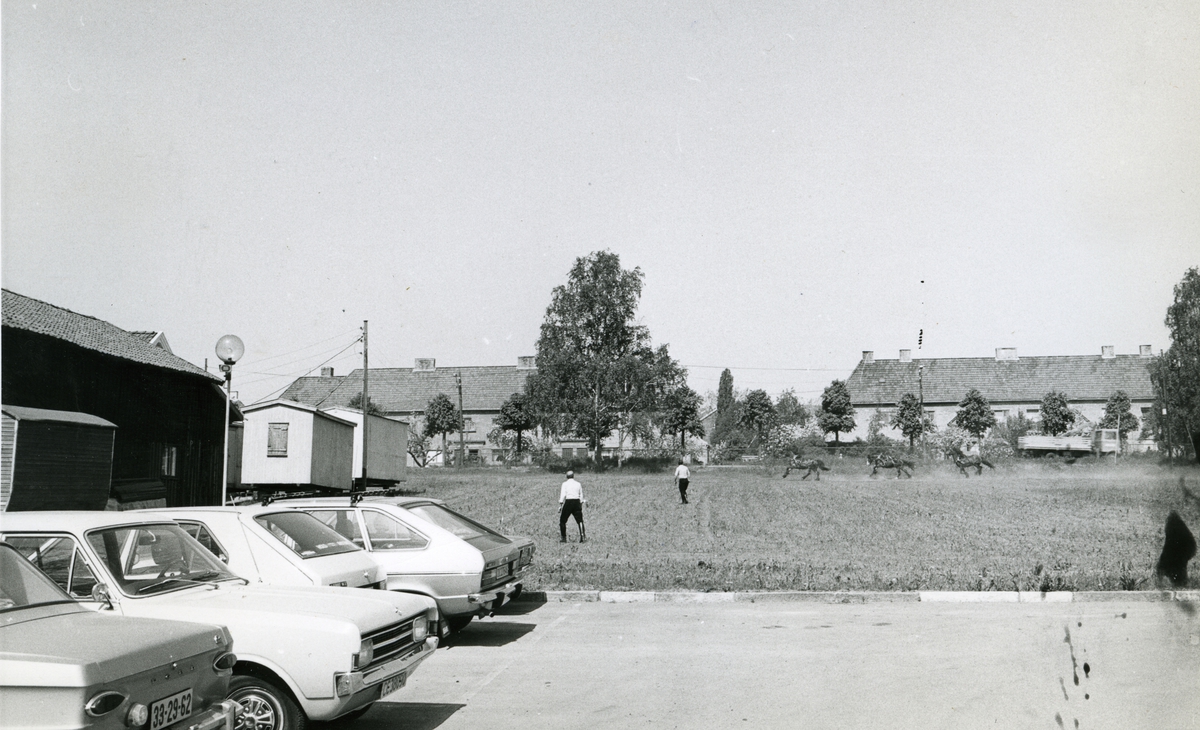 Hester på gresset utenfor fabrikken. Tiedemanns tobakksvogner i forbindelse med Tiedemanns Tobaksfabriks 200-årsjubileum i 1978.