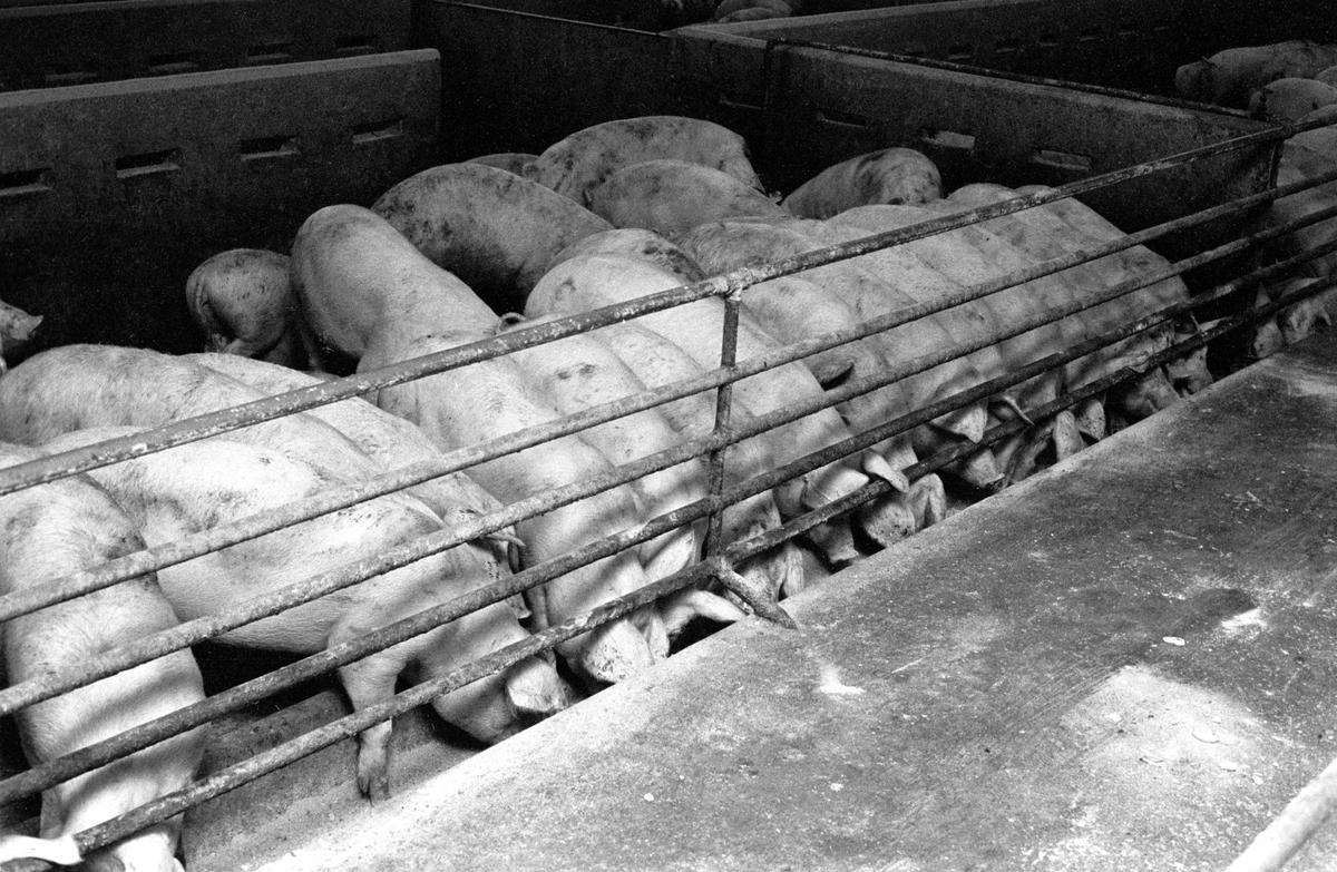 Fra grisefjøset på Bleiker gård i Asker hvor grisene blir fóret med sjokolade og annet godteri  9. desember 1961.