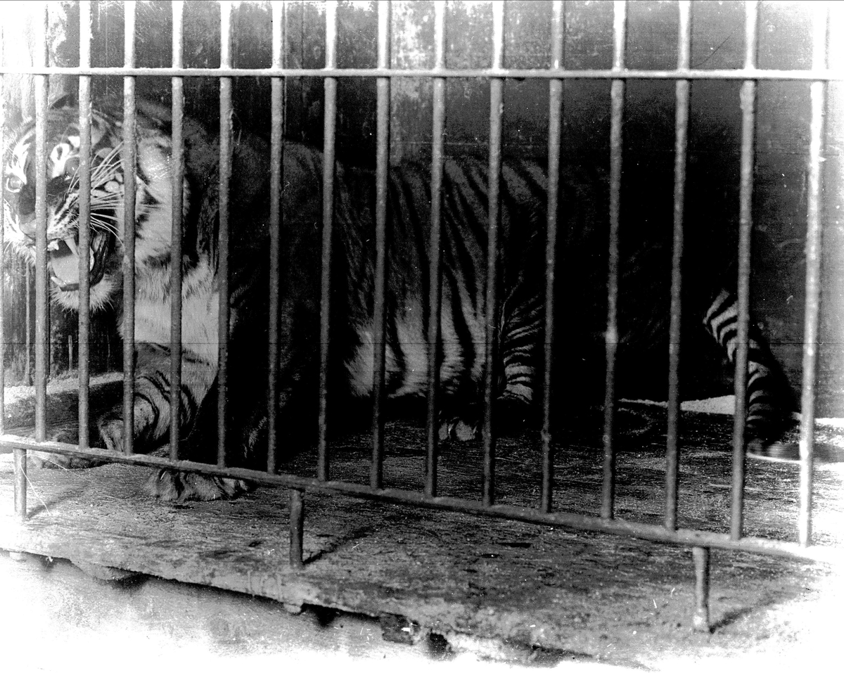 Menageriet, tiger i bur, 1911.