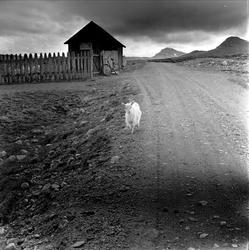 Jotunheimen, Oppland, juli 1964. Landskap, vei, uthus  og rå