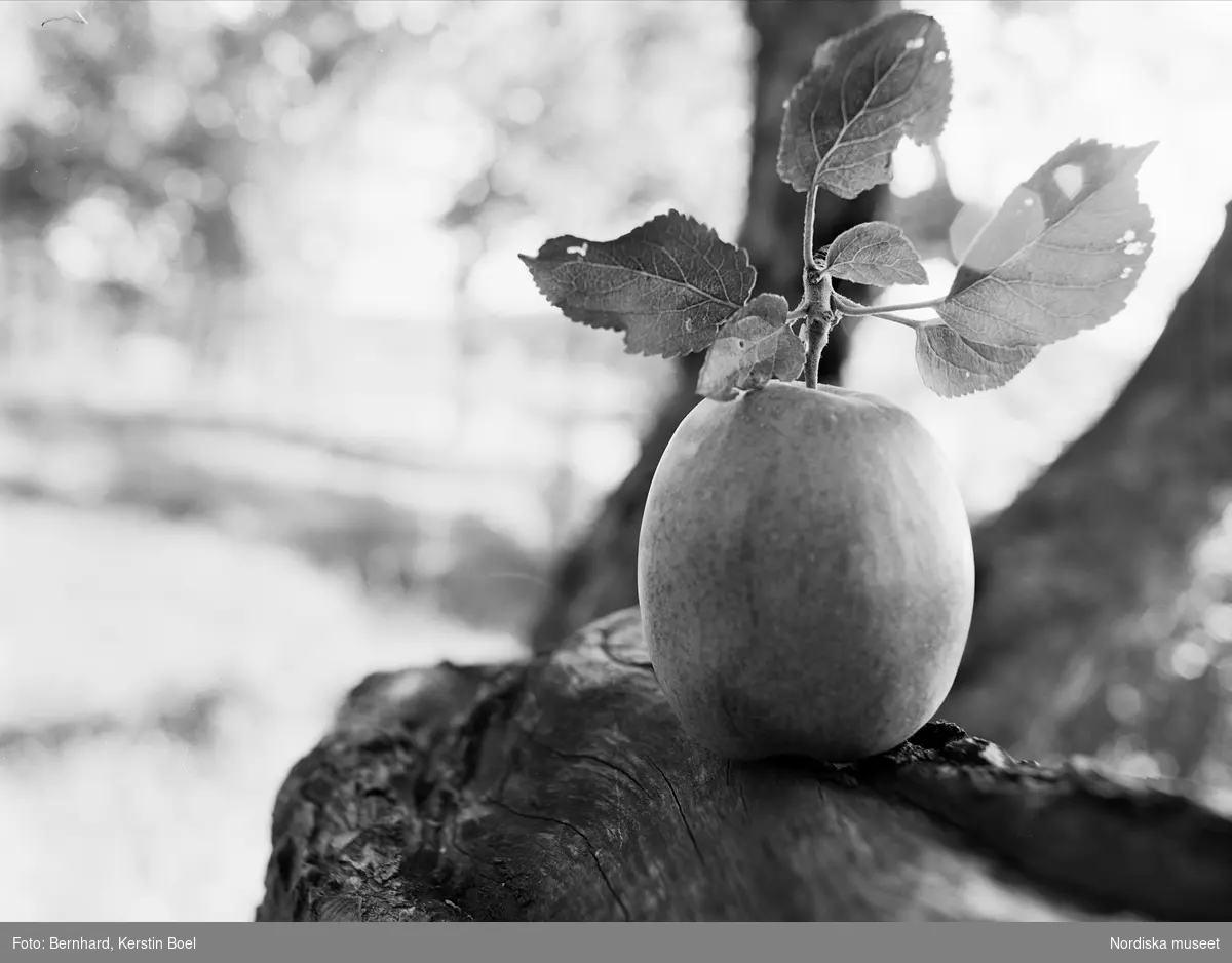 Äpple med blad på trädstam.