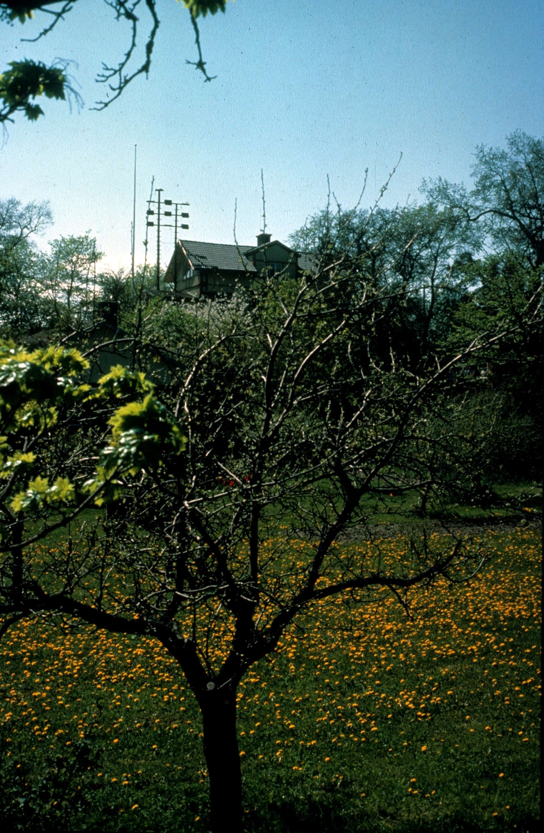 Blommande frukträd nära telegrafstationen, Furusund, Blidö socken, Uppland 1985