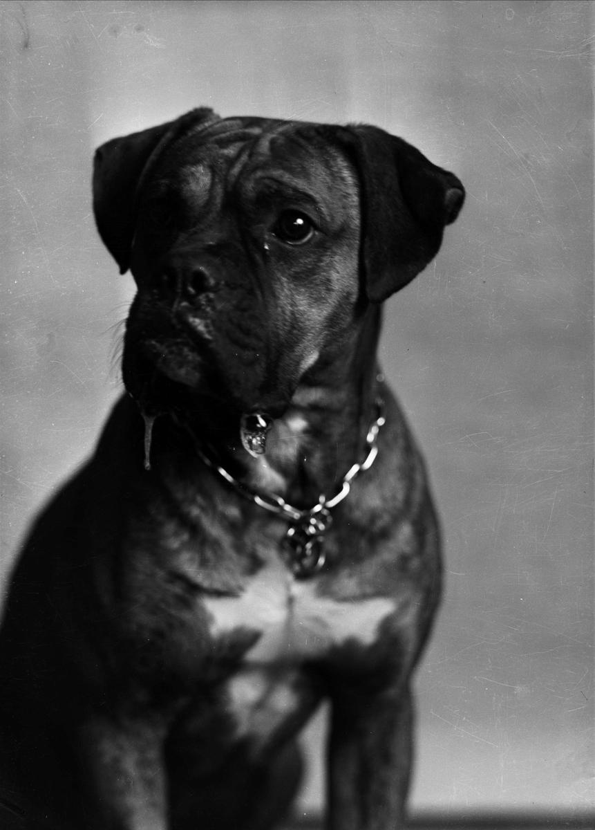 Fotograf Gunnar Sundgrens hund, Klumpen