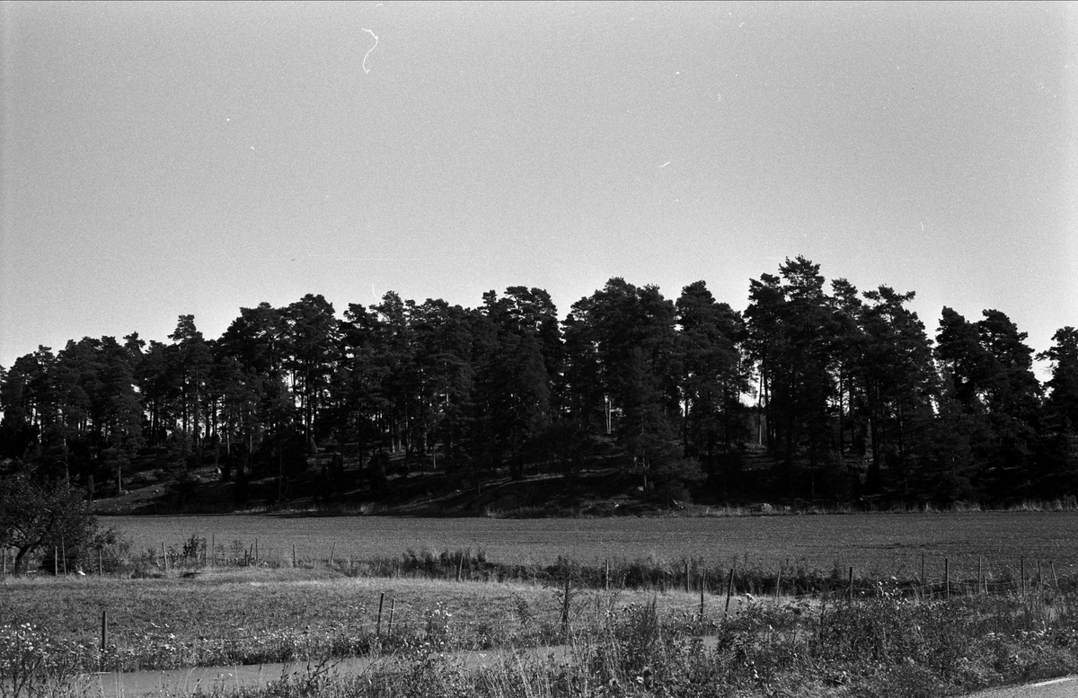Vy över gravfält, Almunge, Almunge socken, Uppland 1987