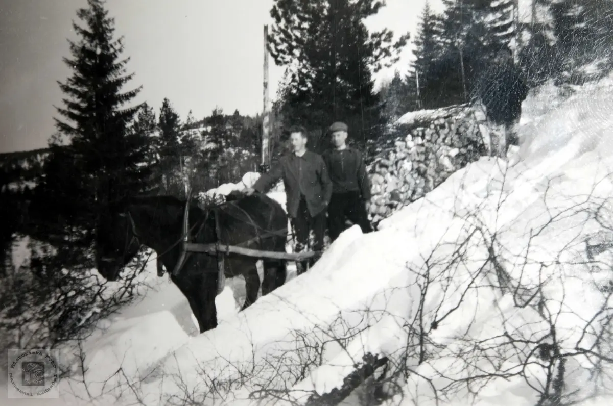Skogsarbeid med hest, Ågedal i Bjelland, nå Audnedal.
