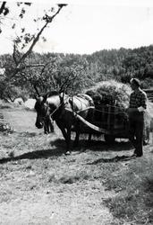 Oddvar Iglebekk kører høy med bestefars hest. Grindheim Audn