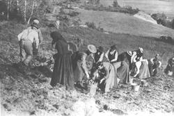 Potethøsting på "misjonsstykket", senere Høgtun, Øyslebø.