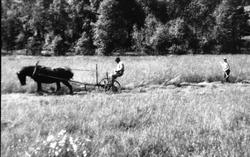 Slåttonn på Vågestadfidja, Grimestad Øyslebø.