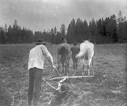 To menn som pløyer med to hester