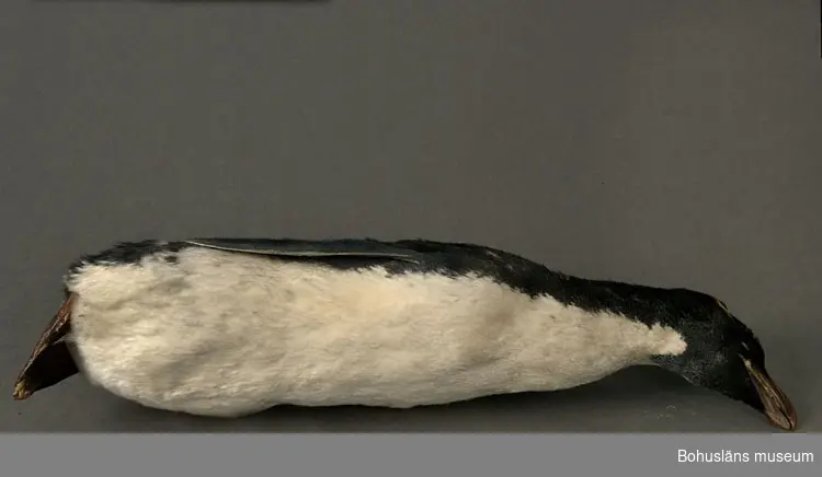 Eudyptes chrysocome, Klipphopparpingvin?

Skinnlagd fågel fylld med troligtvis linblånor och bomullsvadd.
Varje fot är sammansydd, troligtvis för att tårna inte ska spreta isär.

I en tryckt redogörelse "Museum för Bohus Län 1861" finns en förteckning över Musei-föreningens medlemmars gåvor och bidrag där följande uppgifter finns att hämta:
Hedberg, J., Fru, Uddevalla: 2 fossila tänder, 2 hval-fenor, 2 pingvin-skinn, 2 koraller, en kokosnöt, en ödla, en skorpion, mynt m.m.
I samlingarna har länge funnits två omärkta skinnlagda pingvinskinn utan uppgifter. Inför 150-årsfirandet av museets/samlingarnas tillkomst har vi diskuterat oss fram till att det med största sannolikhet bör vara dessa två skinn (UM31596 och UM31597) som år 1861 skänktes av fru J. Hedberg. 
Kan det vara Olof Hilmer Hedbergs moder Johanna Maria Winding, gift med handelsman Anders J:son Hedberg, Uddevalla, som skänkt föremålen? Sonen Hilmer Hedberg (1817-1884) emigrerade till Australien år 1838. Se UM701, UM728, UM729 m.fl.