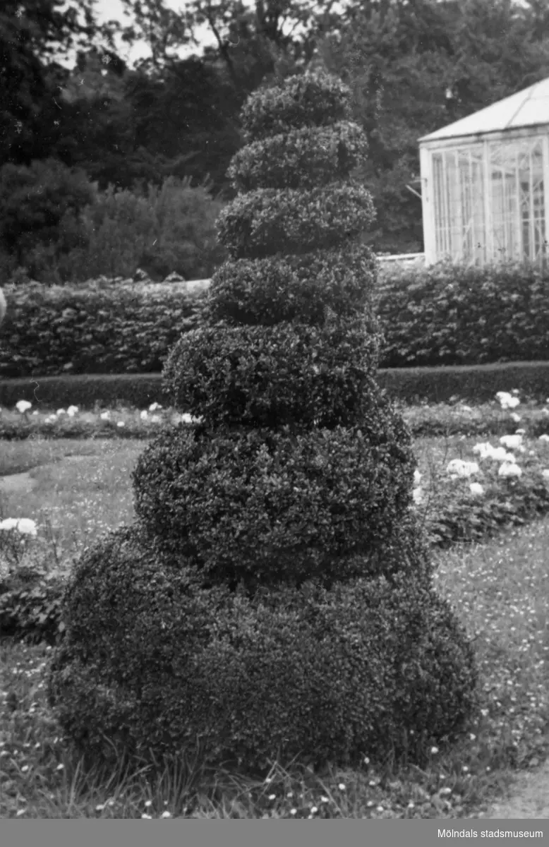 Formklippt buske i Gunnebo slottsträdgård. Trädgårdsarkitektbesök 1941.