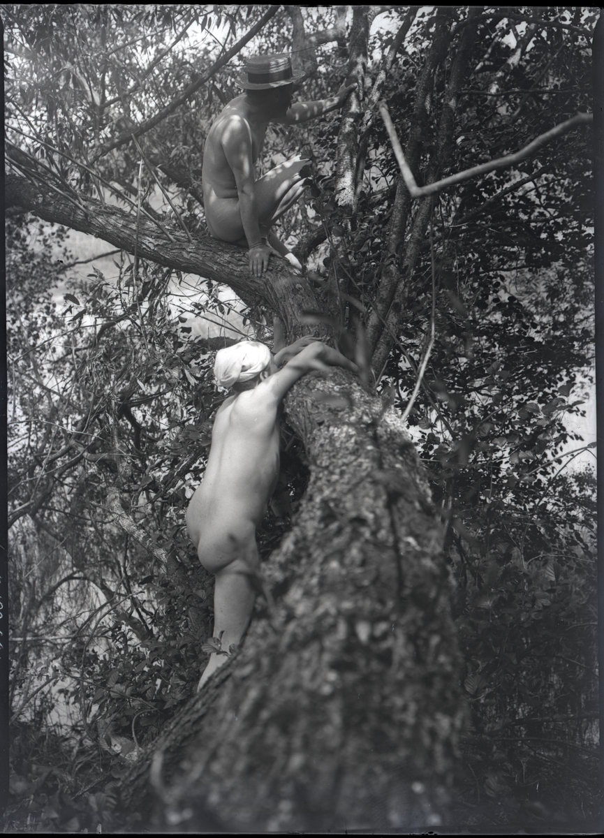 Två nakna män klättrandes i träd.