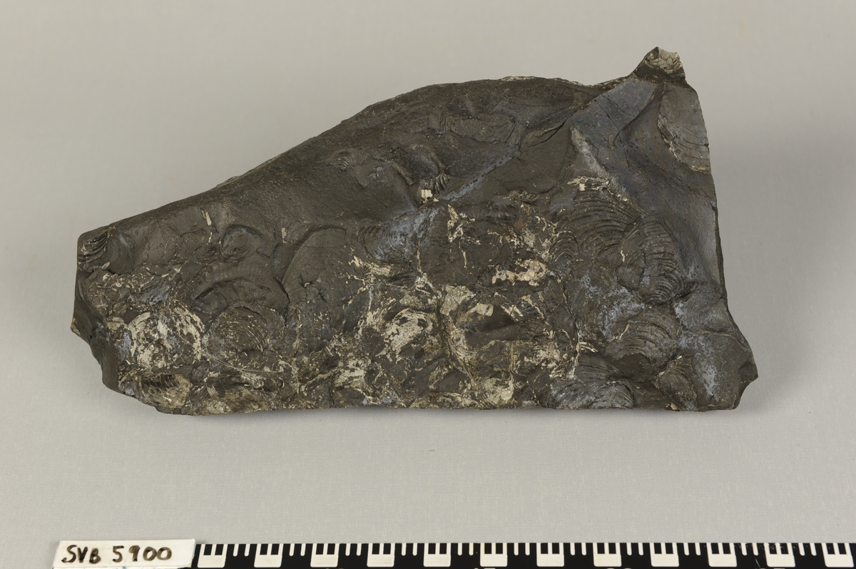 Stein med fossil av dyret buchia (musling) fra Juratiden.