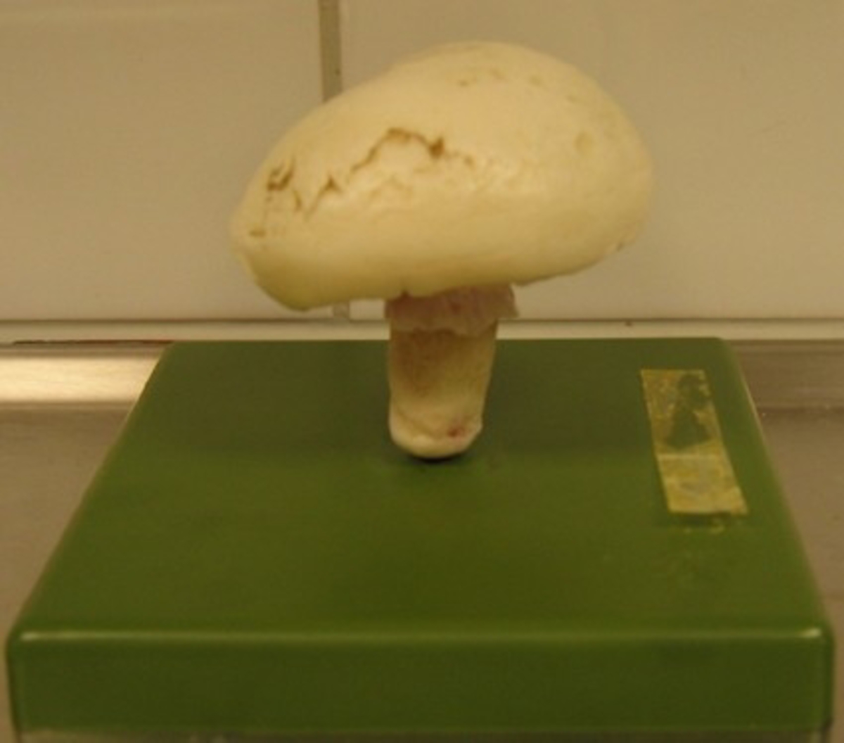 En kopia av en chapinjon i naturlig storlek som är uppträdd på en pinne av metall . Svapen står på en grön platta.