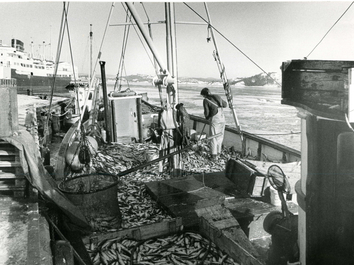 Makrellfiske, Fiskebrygga, Kragerø. ca. 1985