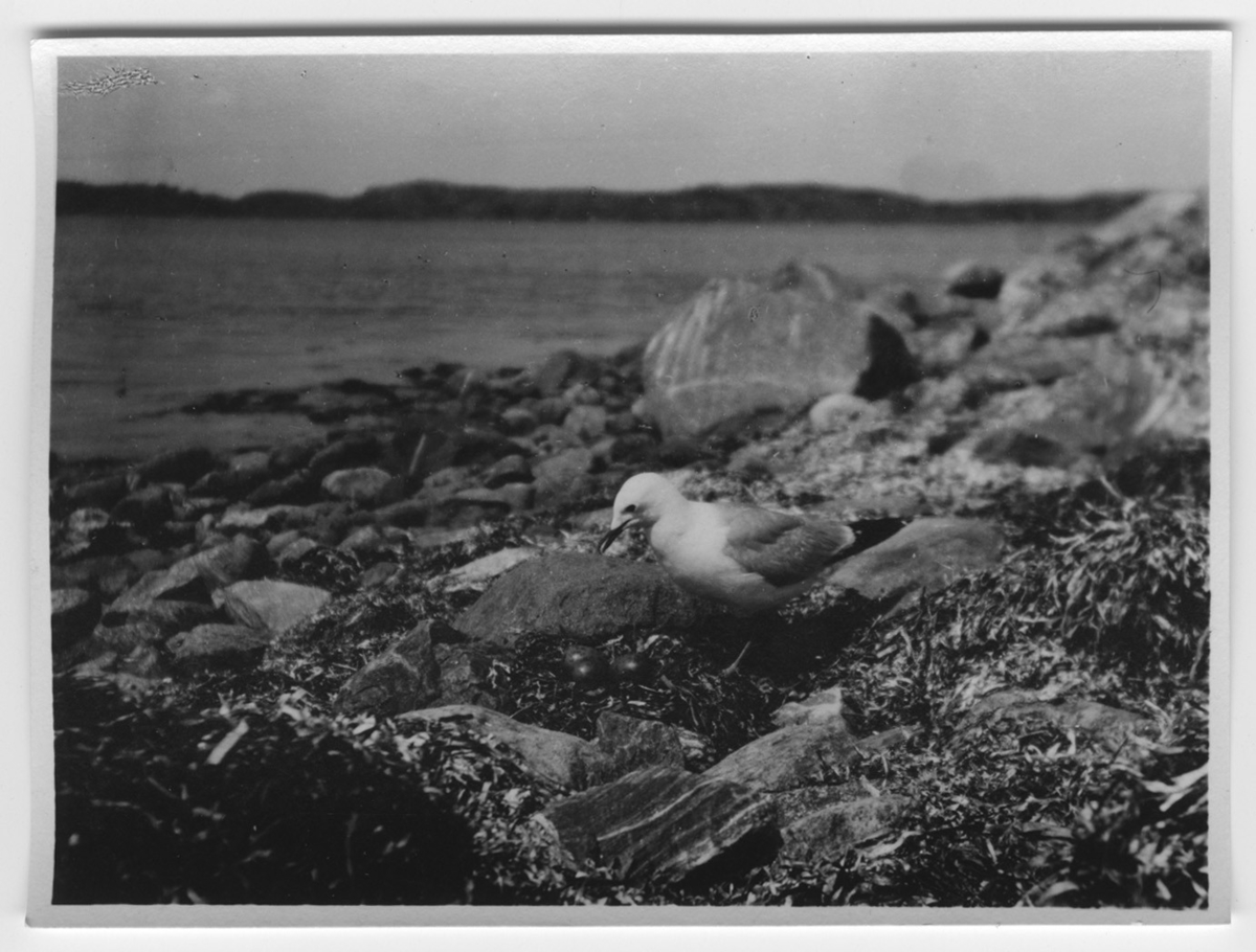 'Fiskmås på strand. I närbild. Vy mot havet. ::  :: Ingår i serie med fotonr- 1114-1147.'