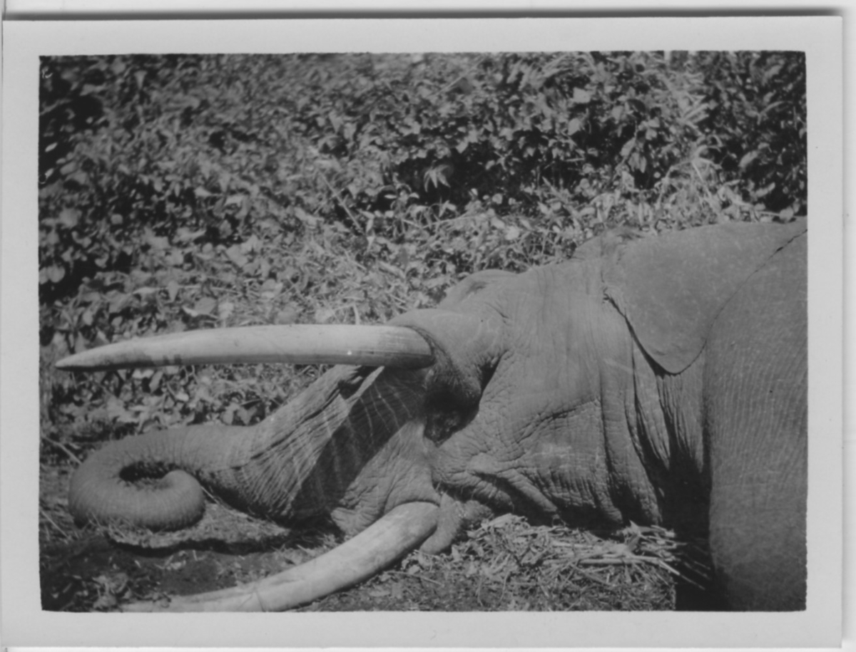 'Skjuten elefant, närbild på liggande huvud med betar. ::  :: Serie fotonr 1434-1449'