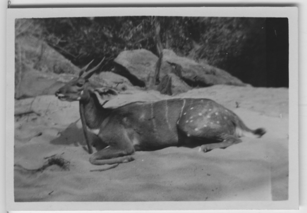 'Buskbock, skjuten, liggande på marken, sand. Huvudet hålls upp av trägren.I bakgrunden stenblock. ::  :: Serie fotonr 1434-1449'