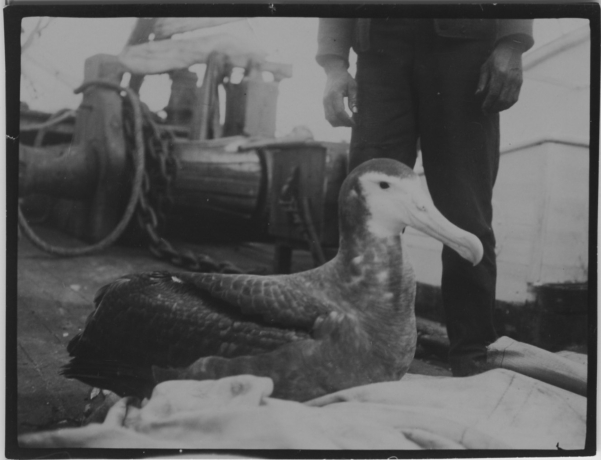 'Albatross ombord på båtdäck. En person står bakom fågeln, bara benen synliga. ::  :: Ingår i serie med fotonr.167-179, 181-184, 186-191, 193-196, 198-203 samt 205-215 med foton från Hilmer Skoogs expedition till Sydafrika år 1912-1913.'